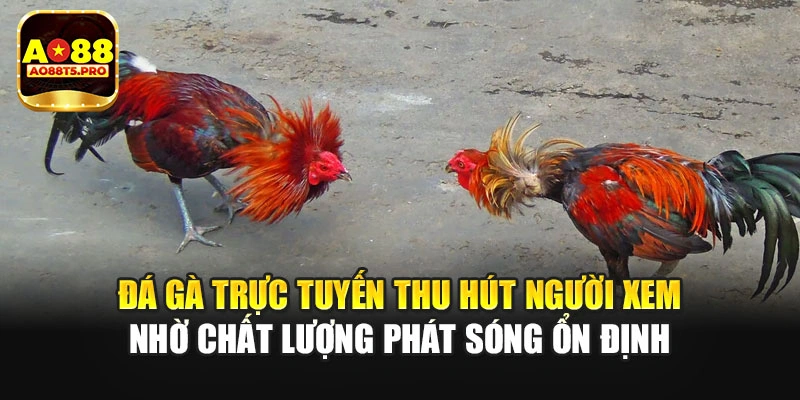 Đá gà thu hút nhờ chất lượng phát sóng ổn định